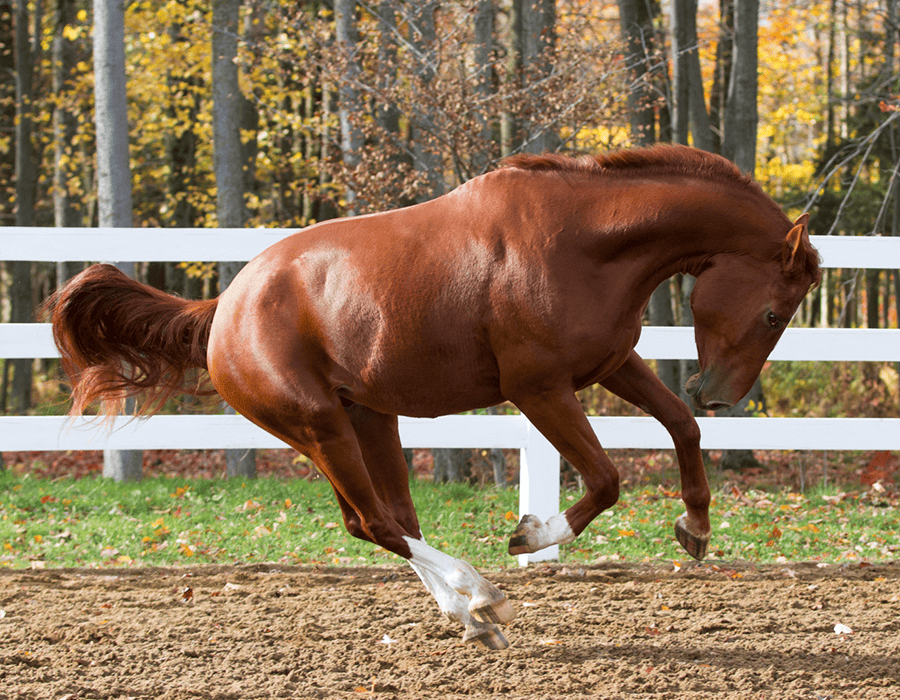 jump-horse